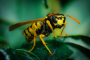 wasp