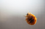 bed bugs
